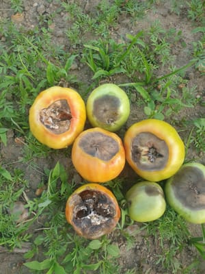 Bottom of Tomato Rotting – Causes and Treatment