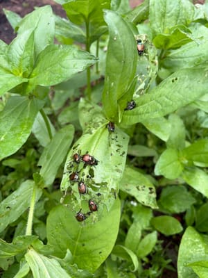 Get Rid of Japanese Beetles in the Garden Organically