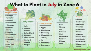 What to Plant in July in Zone 6