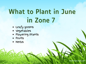 What to Plant in June in Zone 7 