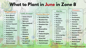 What to Plant in June in Zone 8