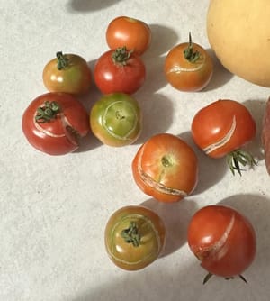 Tomatoes Splitting