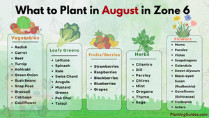 What to Plant in August in Zone 6