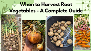 When to Harvest Root Vegetables - A Complete Guide